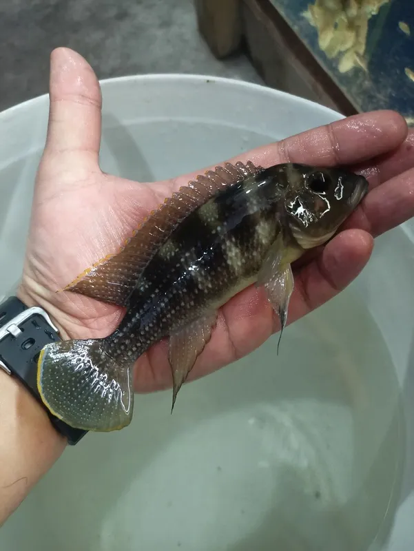 Neomprologus Tetraganus