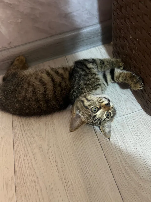Котята ищут свой дом 2 Котята ищут свой дом 2