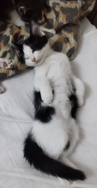 Отдам котят в добрые ручки!!! 2