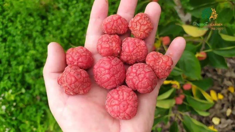 Кудрания клубничное дерево