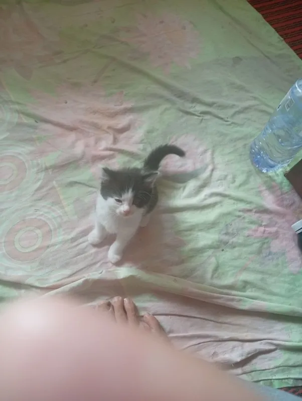 Котята бесплатно — фото 1