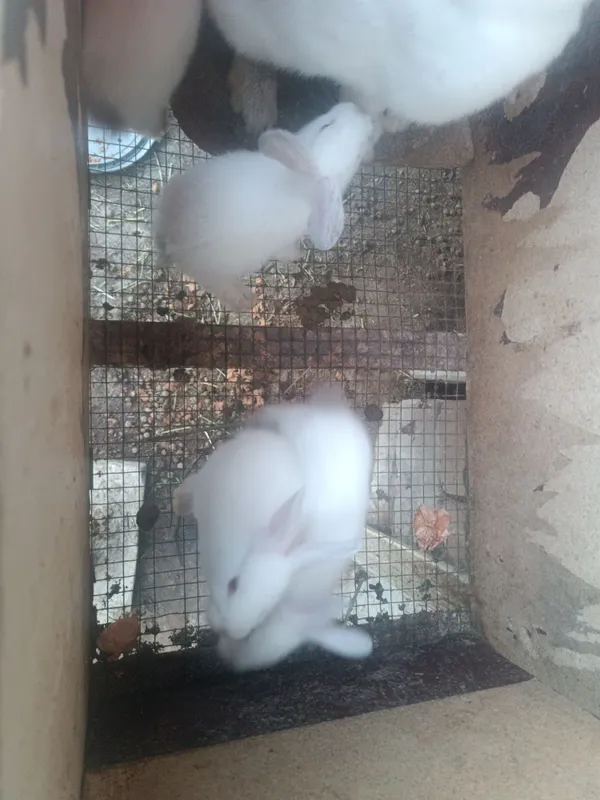 Quyon bolalari sotiladi !!! 2 Quyon bolalari sotiladi !!! 2