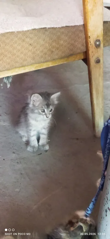 Котята в добрые руки — фото 6