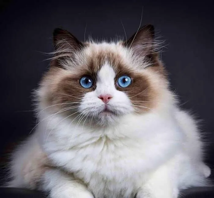 Передержка кошек