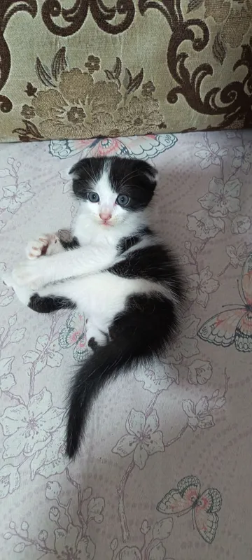 Продаются котята вислоухие — фото 3