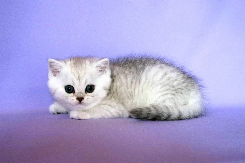Котенок Скоттиш страйт и фолд серебристый шиншилла — фото 3