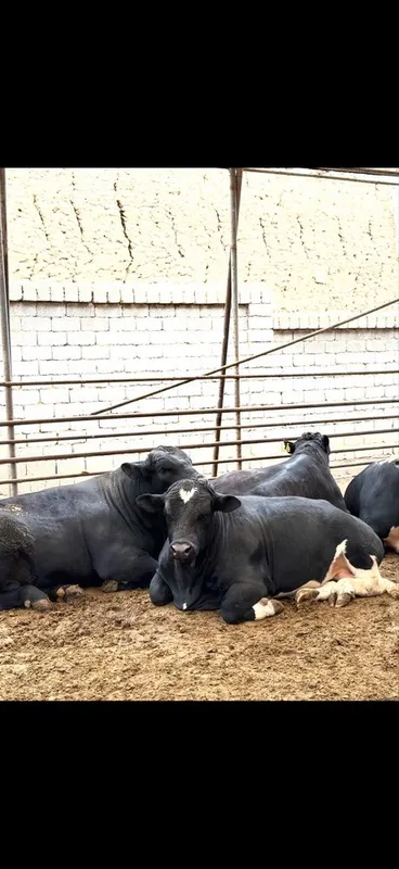 Gosht yonalishda tayor buqalar bor trik vazniga 70000 min somdan 1 Gosht yonalishda tayor buqalar bor trik vazniga 70000 min somdan 1