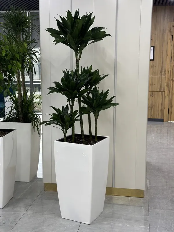 Ofis uchun gullar xonaki gullar — фото 4