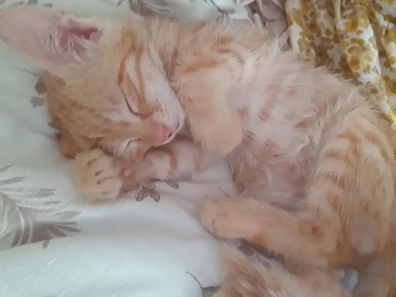 котёнок 1 котёнок 1
