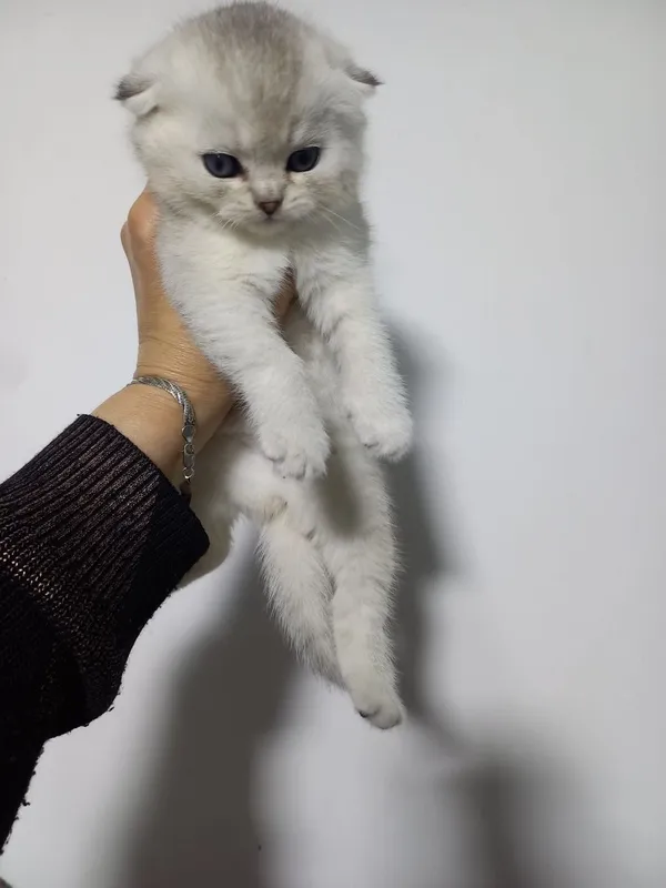 Продаются котята срочно срочно — фото 2