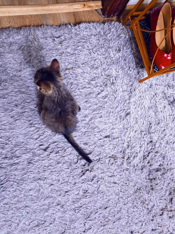 Котенок мальчик, славный, любит целовать 5