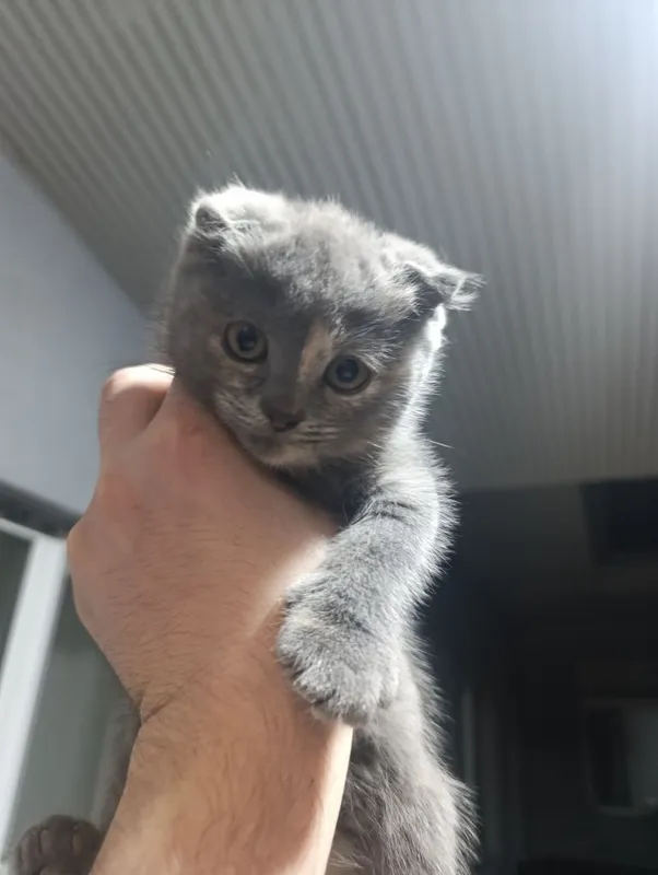 Скоттиш Фолд ва Скоттиш Страйт 3та у́гил 1та киз — фото 2 Скоттиш Фолд ва Скоттиш Страйт 3та у́гил 1та киз — фото 2