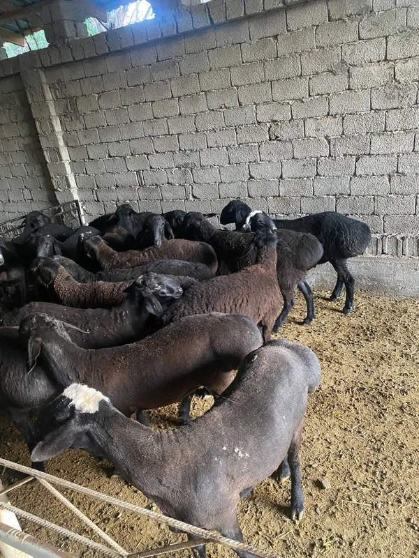 40 kilodan 80 kilogacha bo’lgan qo’chqorlar — фото 2