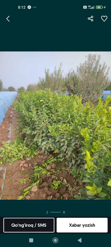 Lemon,apelsin koʻchatlari 5 Lemon,apelsin koʻchatlari 5