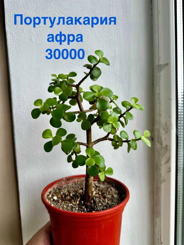 Портулакария афра, Калла белая, Зефирантес выскочка, Спатифиллум, Хоя,