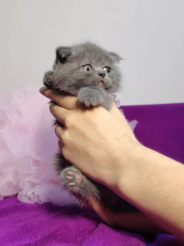 Мальчик скоттиш фолд голубого окраса — фото 1