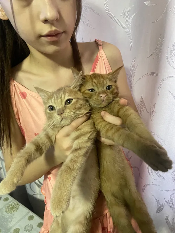 Котята 4 месяца . Два мальчика отдадим в хорошую добрую семью . 5 Котята 4 месяца . Два мальчика отдадим в хорошую добрую семью . 5