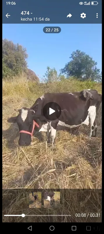 Ona bola sigir bolasi buqacha sotiladi 4