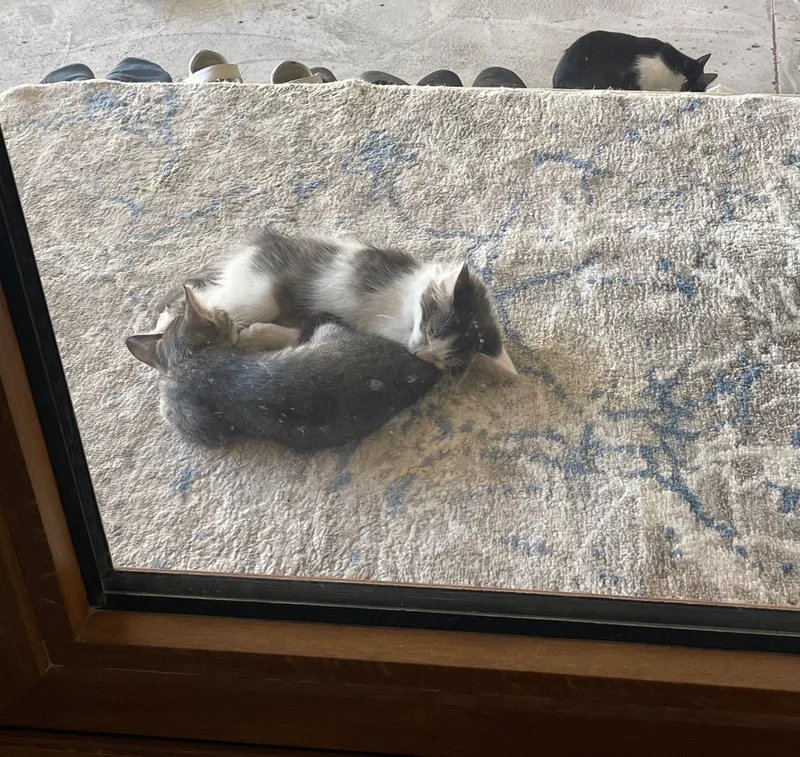 Домашние Котята ищут себе дом