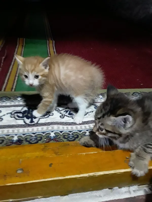 Котята в добрые руки 1