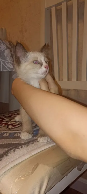 Срочно пристраивается котенок девочка в хорошие руки 3