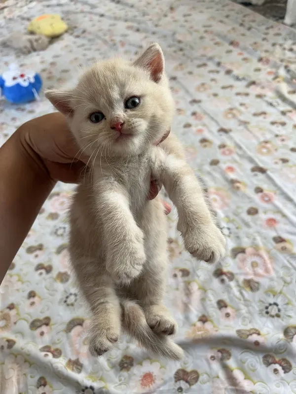 Mushukcha sotiladi srochni 3 Mushukcha sotiladi srochni 3