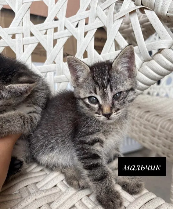 котята в добрые руки — фото 8
