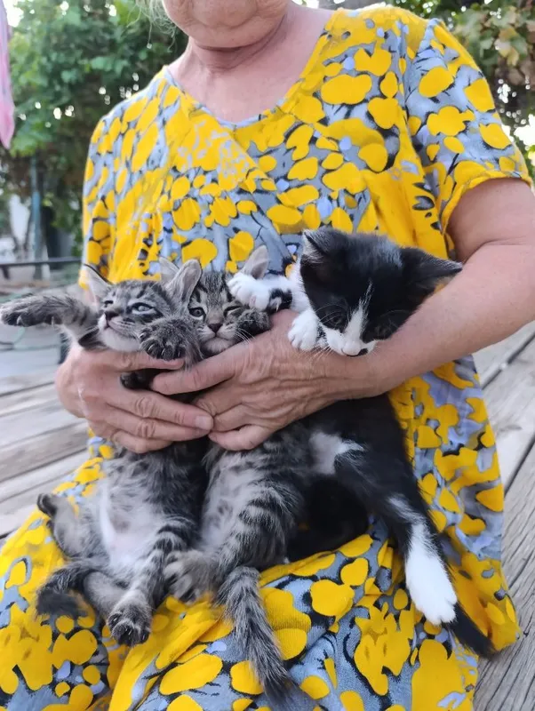 Котята бесплатно 2