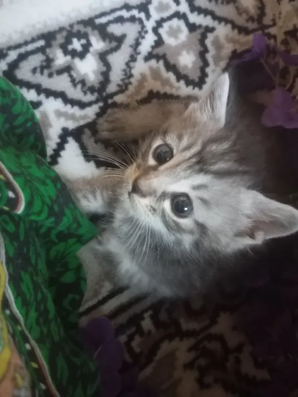 Котята. Отдам в добрые руки