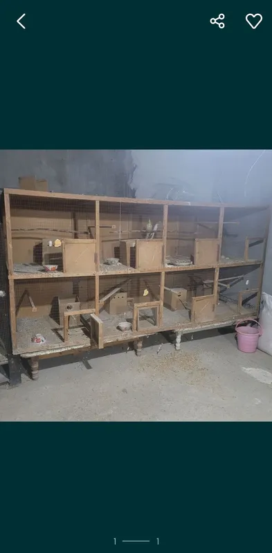 Кушлар учун кафас котта