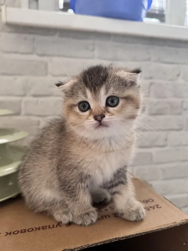 продается котенек — фото 1
