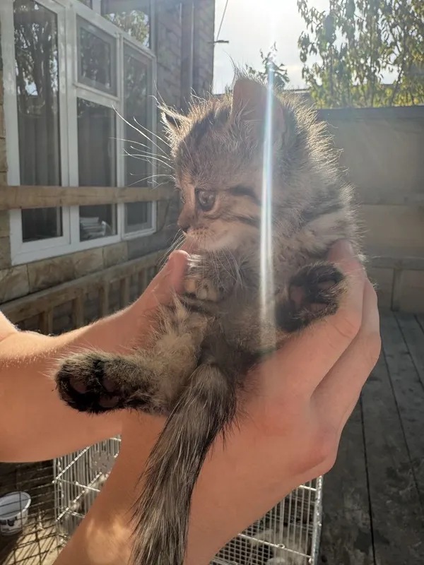 Котята — фото 1