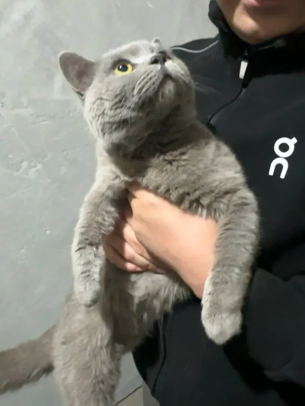 Продаётся породистый кот, 1 год 3