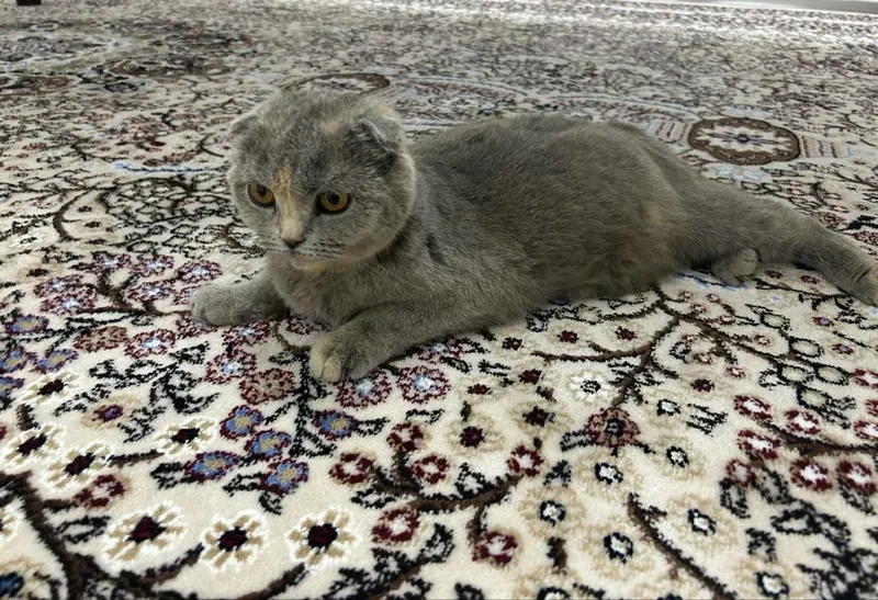 Продаётся кошка Scottish fold