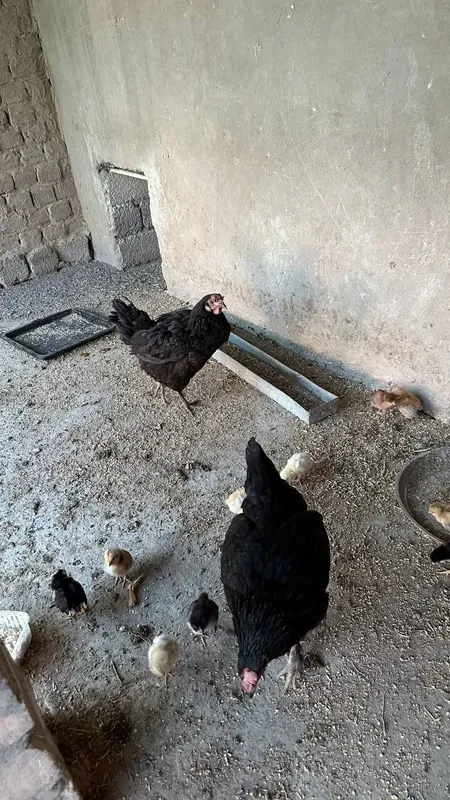 Tovuqla sotiladi tuxum qoyadi xammasi braklari yoq 4 Tovuqla sotiladi tuxum qoyadi xammasi braklari yoq 4