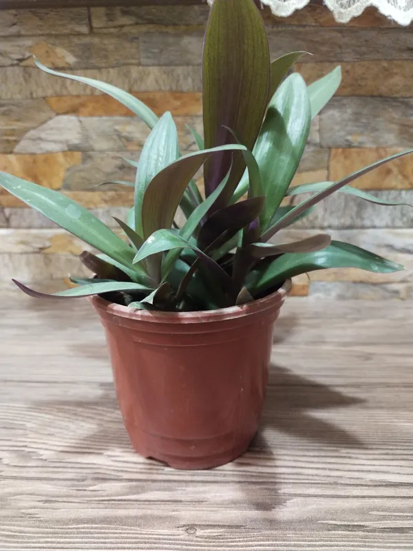 Срочно продаются Рео традесканции — фото 1