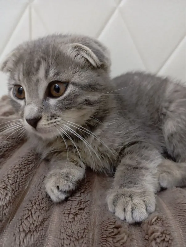 Вислоухий Скотиш — фото 2
