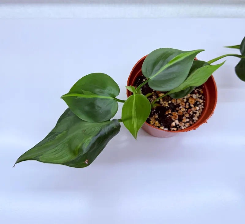 Filodendron, uy o‘simliklari 1