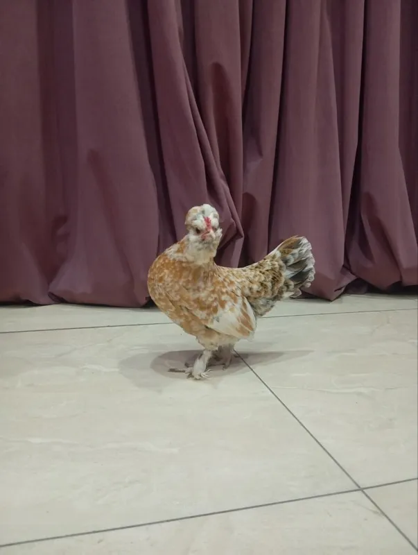 Yapon tovuq sotiladi Yapon tovuq sotiladi