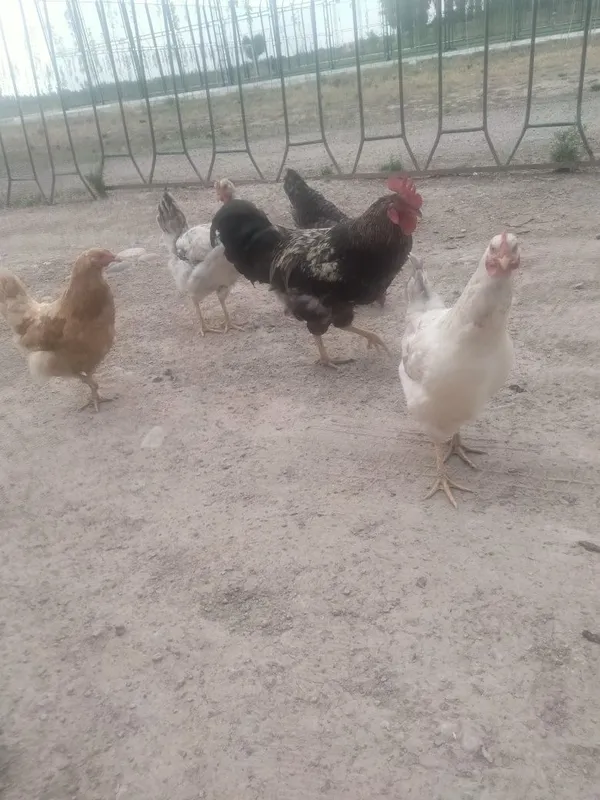 Satiladigan jaydari damashni tauiqlar bor 1