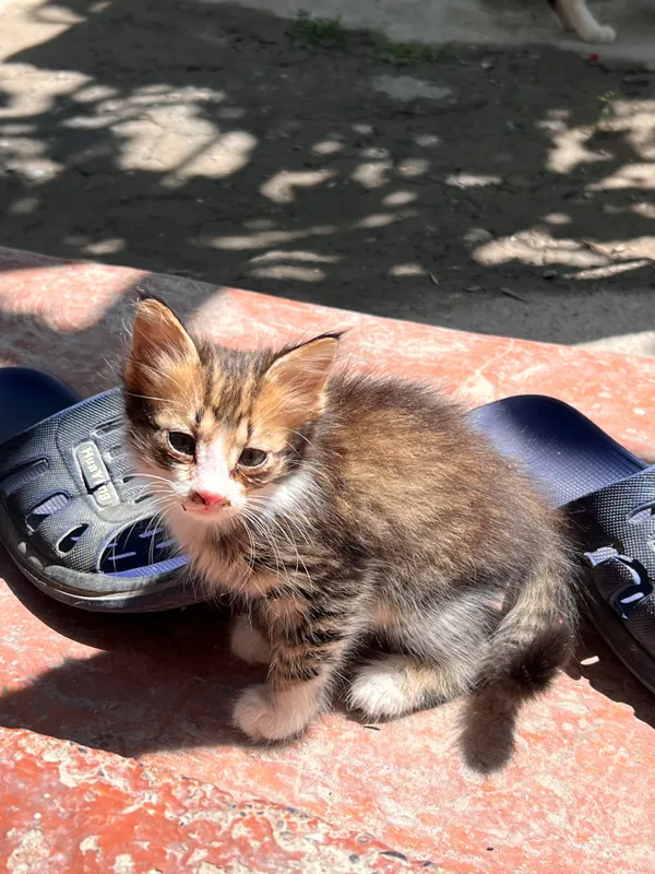 Маленькие котята — фото 4
