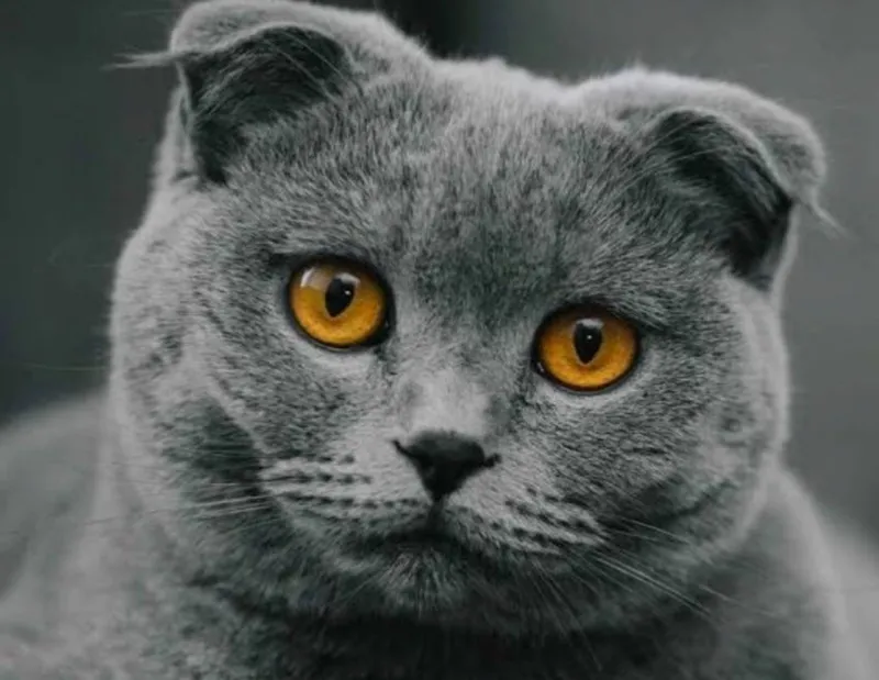 Scottish fold mushuk