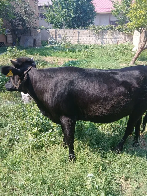Asallomalekum g'unajin sotiladi 3
