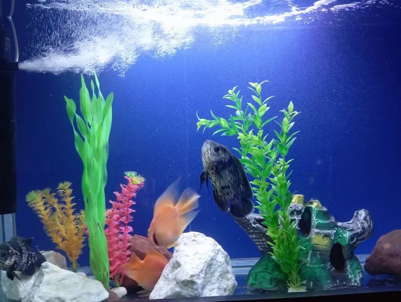 Astronotus va Papugay baliq sotiladi! — фото 2