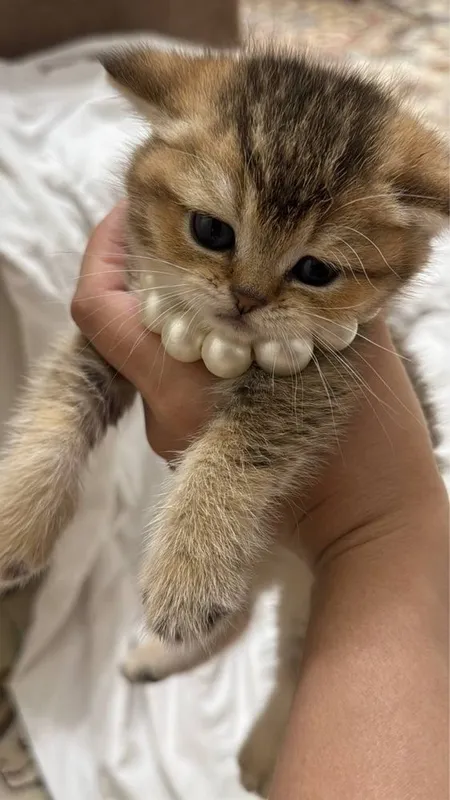 Вязка британского кота золотой шиншилы — фото 2