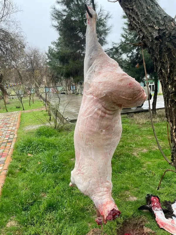 Qassob servis мясной услуги — фото 1