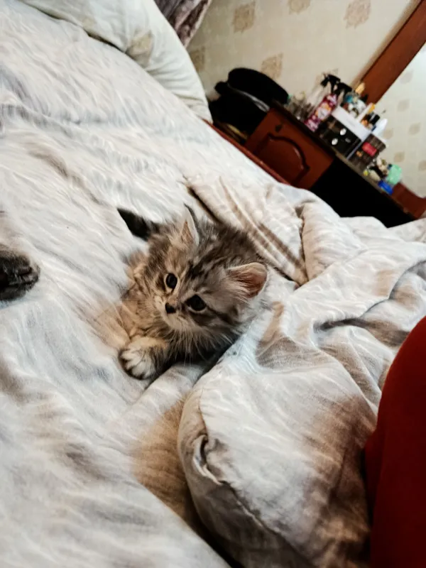 Котята чистокровные