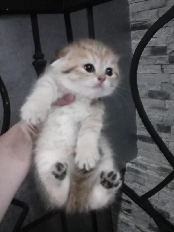 Продается котёнок — фото 1