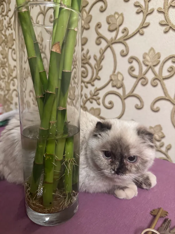 Кошка продается породистая