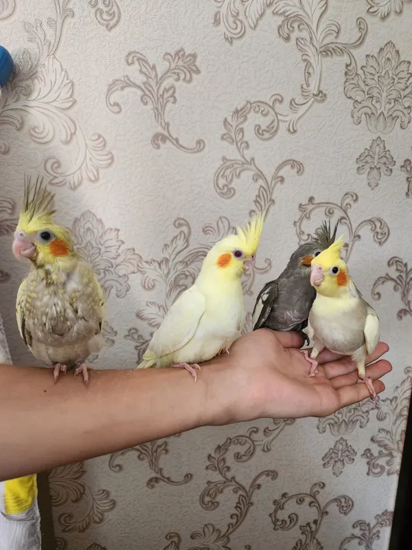 Продам молодых ручных выкормышей корелл 2 Продам молодых ручных выкормышей корелл 2